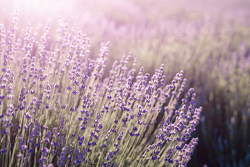 Lavender field banner. With soft light effect for floral background on horizontal web header or...