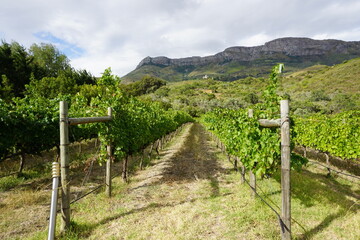 Vineyard 1 