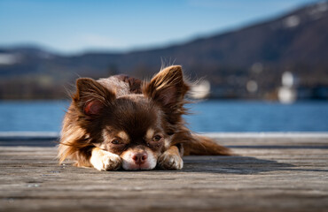 Chihuahua in Gmunden