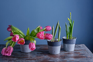 Beautiful just blooming buds and green leaves of spring flowers of daffodils and tulips and a bouquet of already blossoming tulips in beautiful tin pots against the background of a blue wall