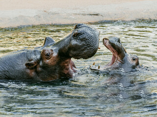 Two hippos, the mother and her baby playing in the water with their mouths open