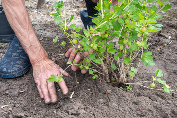 A man planted a gooseberries in his garden,spring seasonal work,gardener working