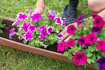 gardener transplants seedlings of petunias in a hanging pot to the window