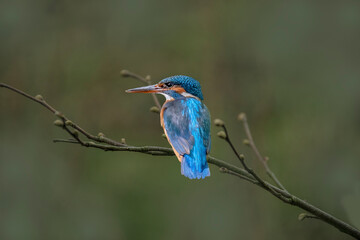 Cute little common kingfisher (Alcedo atthis) also known as Eurasian kingfisher or river kingfisher perched on a twig.