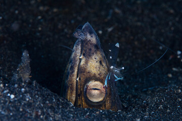 A Blacksaddle snake eel, Ophichthus cephalozona, pokes its head out of the sand in Lembeh Strait, Indonesia, as a shrimp cleans parasites and organic material off it.  - obrazy, fototapety, plakaty
