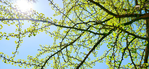 Spring tree branches with small green leaves over blue sky 