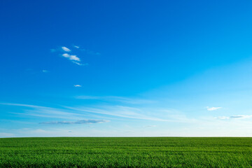 Fototapeta premium green field and blue sky