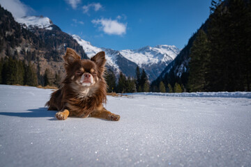 Chihuahua in den Alpen