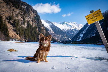 Chihuahua in den Alpen