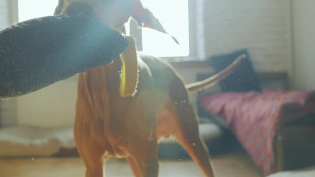 A naughty dog takes things from the owner in the apartment and tries to tear it up. A big dog is playing at home with his favorite toy in the rays of the setting sun from the window. High quality 4k