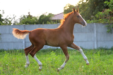 Fototapeta na wymiar beautiful chestnut young stallion with white blaze and socks galloping in the meadow