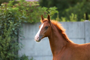 beautiful chestnut young stallion with white blaze against the bushes