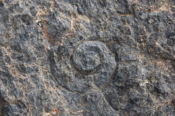 Spiral Shell Fossil © Tom