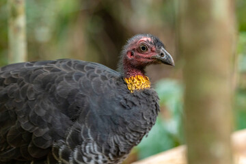 Alectura lathami Australian Brush Bush Turkey seen in wild in Queensland, Australia during spring time. Blurred background. 