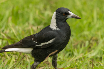 Australian magpie (Gymnorhina tibicen) seen in natural, wild environment with blurred green grass background. 