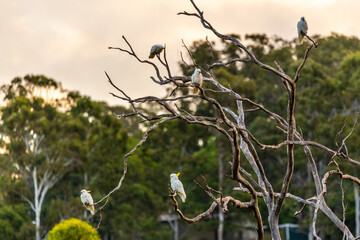 Wild Australian cockatoos seen in a gum tree during sunset with cloudy, pastel background. 