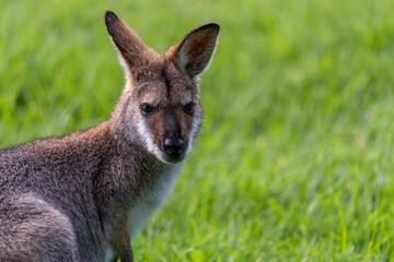 Naklejka na ściany i meble Wild wallaby, kangaroo seen in the outdoors. Taken in Bunya Mountains, Queensland, Australia. 