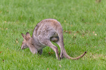 Wild wallaby, kangaroo seen in the outdoors. Taken in Bunya Mountains, Queensland, Australia.	