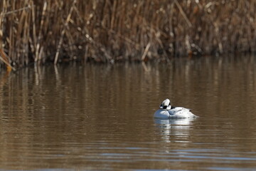 smew in a river