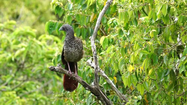Guacharaca, pava de monte, chachalaca colombiana posada tronco arbol, aves de Colombia