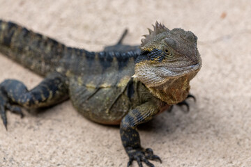 Native Eastern Water Dragon (Intellagama lesueurii) seen in Queensland, Australia. 