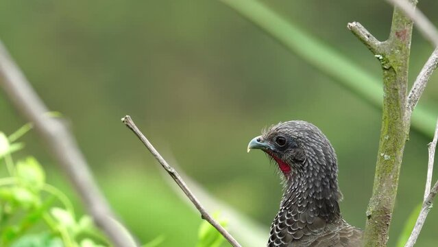 Chachalaca colombiana, Guacharaca, pava de monte, ave de Colombia