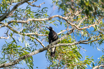 Australian magpie (Gymnorhina tibicen) seen in natural, wild environment with blue sky background, perched in gum tree. 