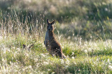 Wild Australian kangaroos seen in Queensland, Australia during autumn season with surrounding bush...