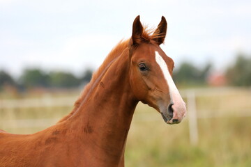 beautiful chestnut young stallion with white blaze against the sky