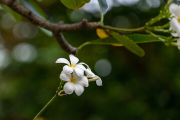 Fototapeta premium Perfect frangipani (Plumeria) flowers seen in full bloom with white and yellow core. 