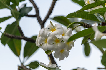 Perfect frangipani (Plumeria) flowers seen in full bloom with white and yellow core. 