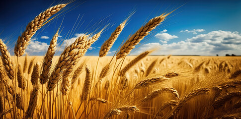 beautiful illustration of a field of ripe wheat against the blue sky, generative ai