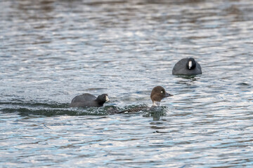 Goldeneye Female Duck being chased by two Coots