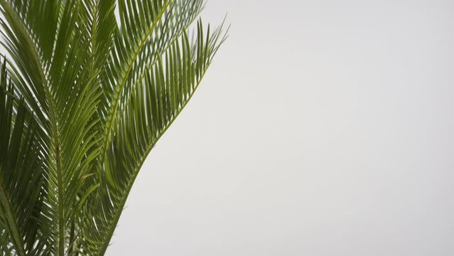 Close-up shot of cycas plant leaves are being trembled by draft wind on grey background | Background shot for organic cosmetics commercial