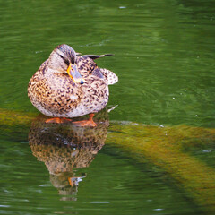 Ich will hier nur sitzen &ndash; Stockente hockt auf einem Baumstamm im Wasser