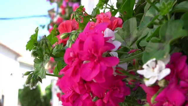 geranium flowers decorating the courtyard	