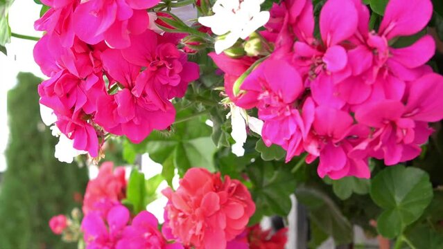 Close-up of geranium flowers decorating the courtyard