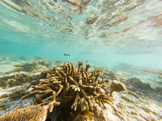 corals and tropical fish underwater sea life