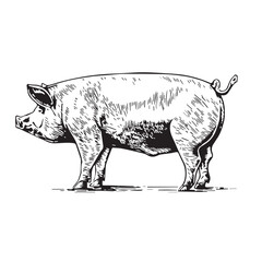 Funny Pig coloring pages, Pig coloring pages, Animal Coloring page Funny Pig coloring page Design for Kids Children preschool stock vector style illustration