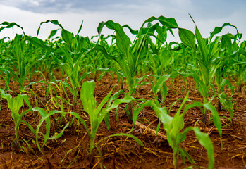 Corn plant growing in the soil