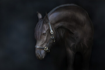Black frisian stallion close up portrait on black background - 575168287