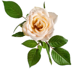 Fototapeta premium Gorgeous white rose with green leaves