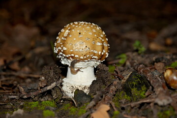 Little mushroom in the forest