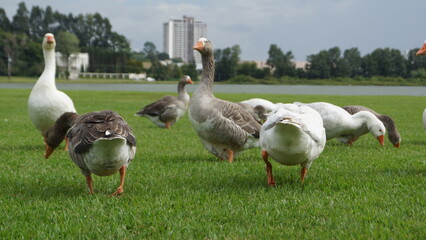 Ganso pastando Curitiba/PR