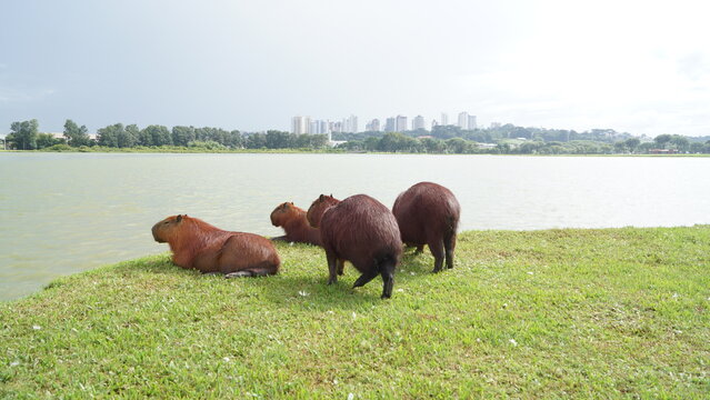 3 Capivaras Curitiba/PR