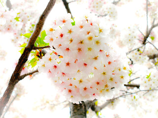桜の花のクローズアップ、ソメイヨシノのアップ、サクラの花のフレーム