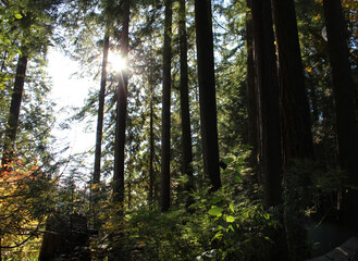 sun rays in the forest