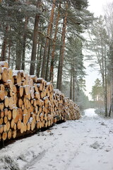 Stack of tree logs in the forest for industrial use. Timber, wood prepared for use in building and carpentry.