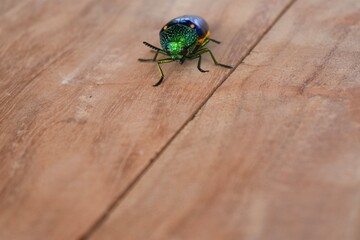 Buprestis beetle 