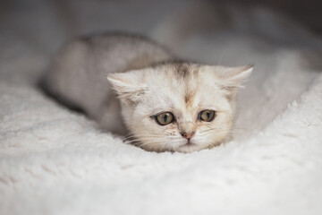 Close funny little gray kitten british shorthair breed on white blanket.